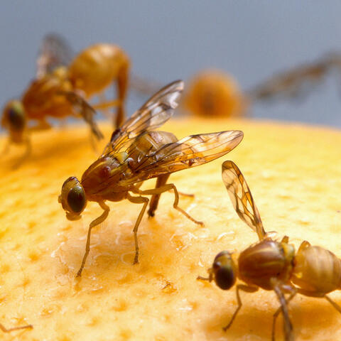Photo of fruit flies on an orange