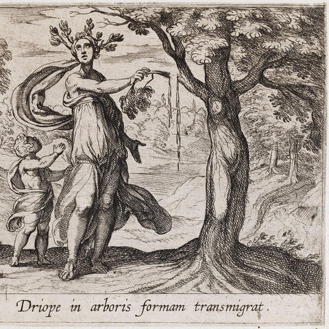 etching of Dryope transforming into a lotus tree, from Ovid's Metamorphoses