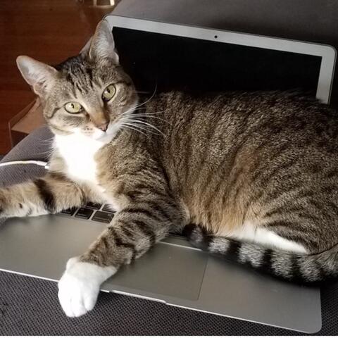 cat siting on an open laptop