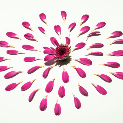 Illustration of a red flower with petals scattered around it in a circle