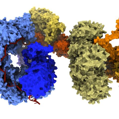 evoCAST schematic; evoCAST is a system that combines CRISPR components (blue) and transposase components (yellow) to install entire genes into the human genome (orange).