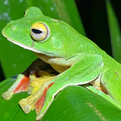 Malabar gliding frog