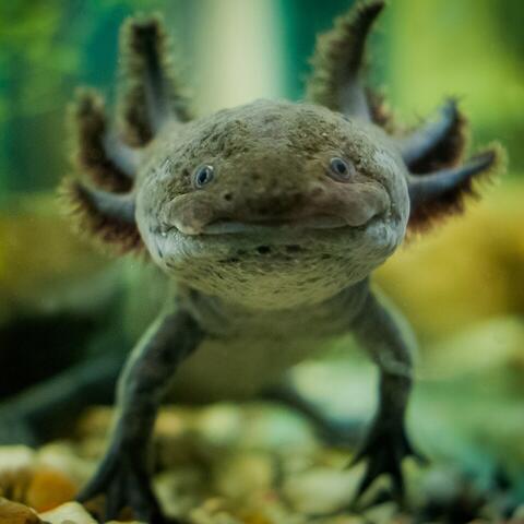 Frontal view of axlotl salamander