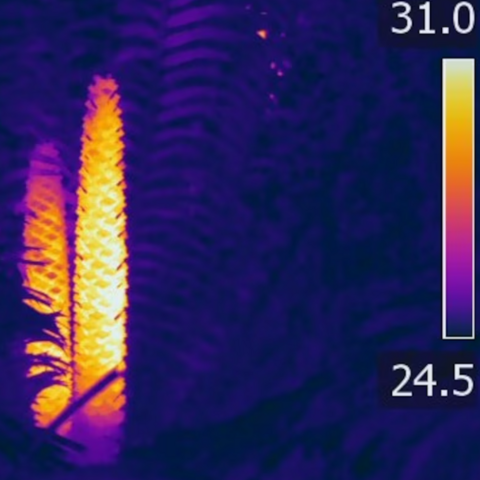 When male cycad plants (Zamia furfuracea) are ready to release their pollen, they heat their cones up, as shown in this thermal image. 