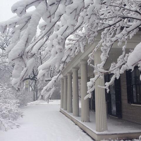 snow-covered Harvard campus, with tree heavy with snow