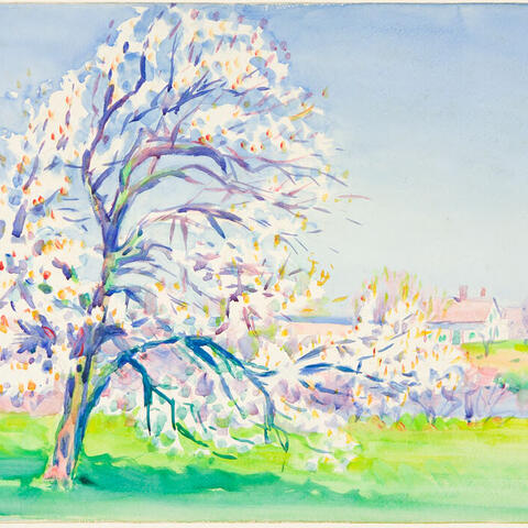 pear tree blooming in spring