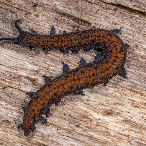 Velvet worm on top of wood