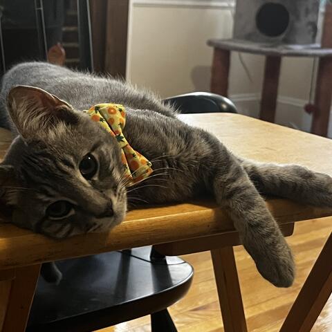 Sammi lounges on a table wearing a yellow bow tie.