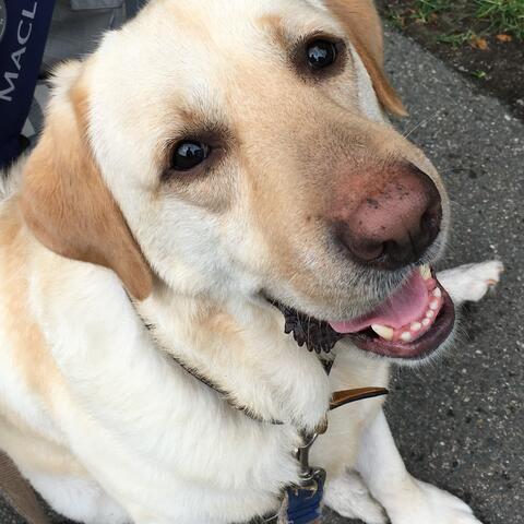 Tom, therapy dog