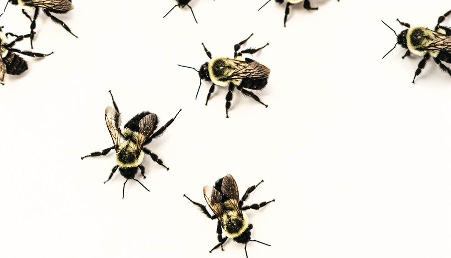 Bumblebees