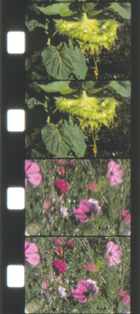 frames from the films of Anne Charlotte Robinson, discussed in Voelcker's book, Land Cinema