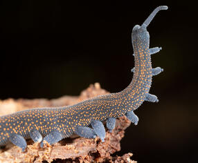 Velvet worm.