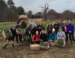 Shot of Hayek and volunteers from the Boston Area Gleaners Association harvesting greens and radishes