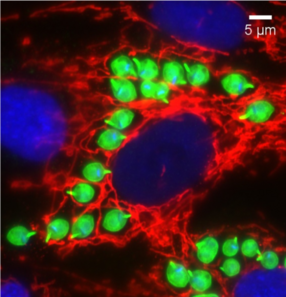 Around 20 green-dyed, rounded Trypanosoma cruzi cells dot a red-dyed host cell.