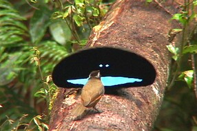 A male Bird of Paradise displaying turquoise and black feathers to a duller brown female Bird of Paradise.