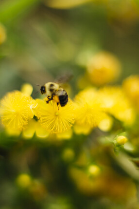 Bumblebee on a flower