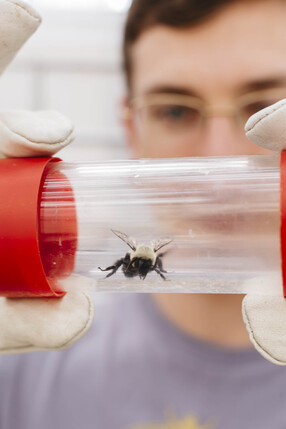 Student holding bumblebee in a capsule
