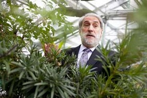 Daniel Nocera standing behind plants in a greenhouse.