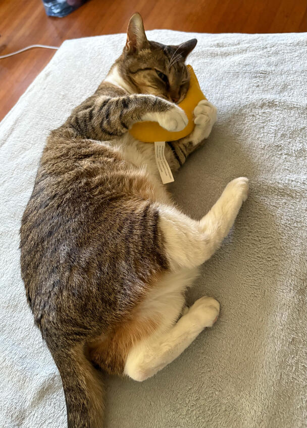 Pretzel bites her favorite catnip-filled banana toy.