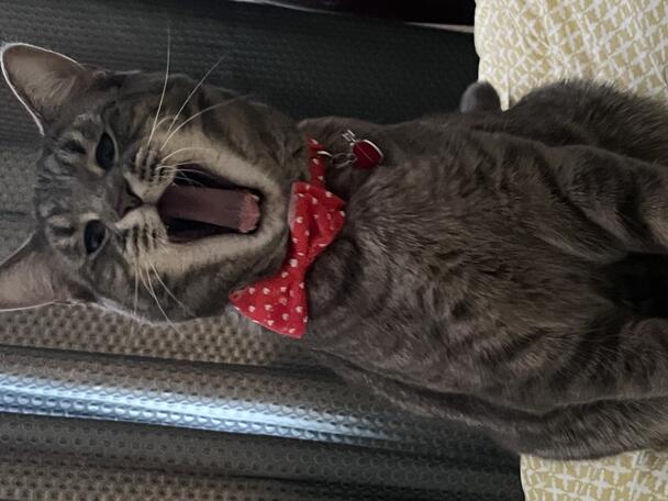 Sammi opens his mouth wide as if yelling at the camera.