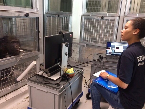 Lewis conducting eye-tracking research with chimpanzees at the Edinburgh Zoo in Scotland. 