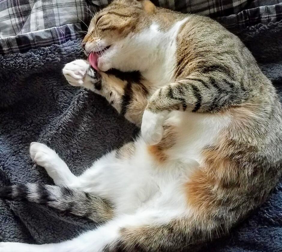 Pretzel bites her favorite catnip-filled banana toy.
