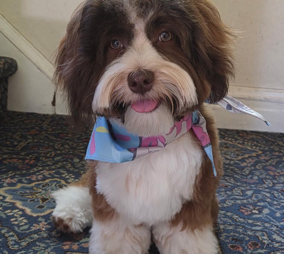 Cosmo sits on the carpet wearing a blue bandana. 