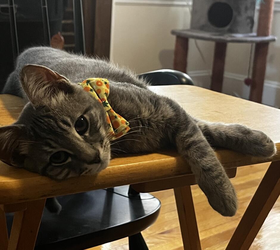 Sammi lounges on a table wearing a yellow bow tie.