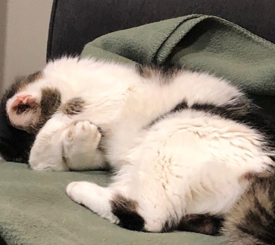 Kristi covers her eyes while snuggling down for a nap.